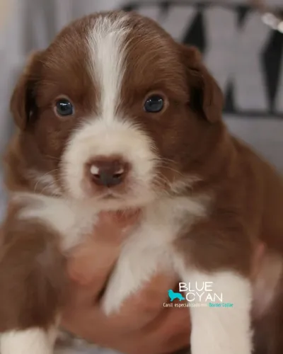 Filhote de Border Collie Marrom e Branco