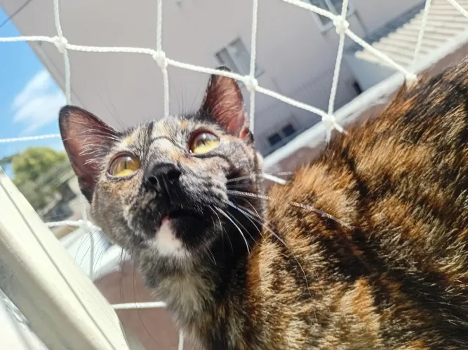 Gata pra adoção urgente 