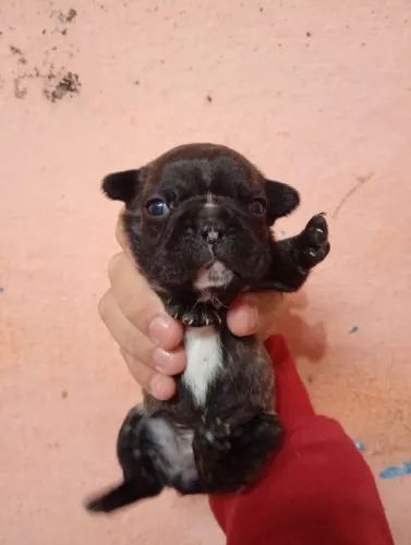 Filhotes de buldogue frances