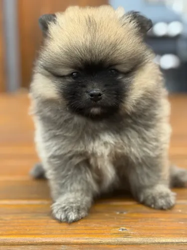 Spitz Alemão (Lulu da Pomerânia) padrão urso