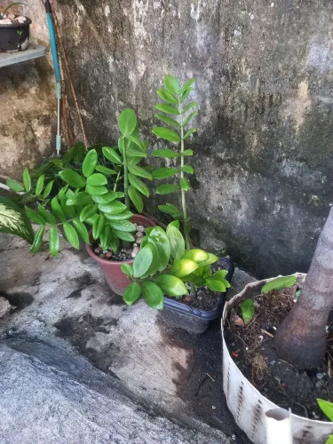 Plantas