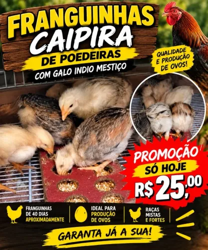 Franguinhas poedeiras 40 dias
