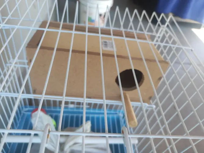 Gaiola de passarinho 