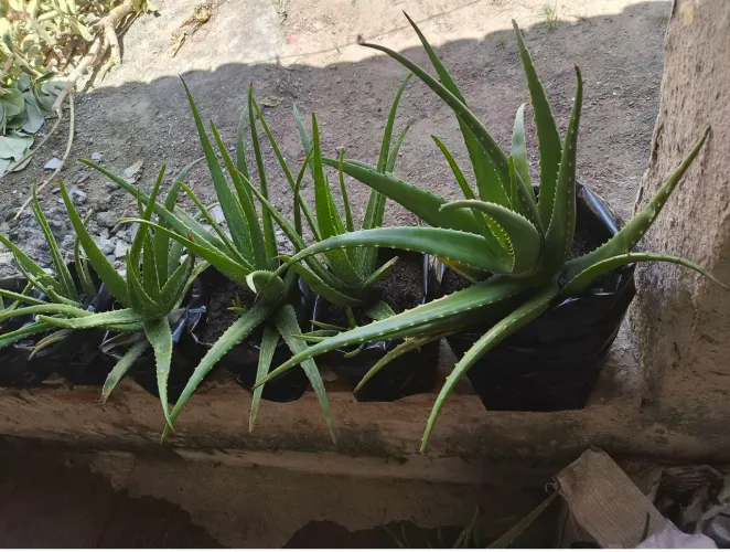 Babosa (Aloe Vera)