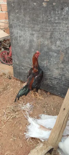 Galo