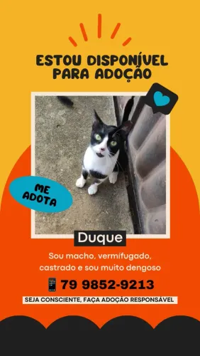 Gatinho macho pra adoção responsável