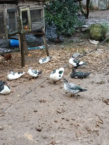 patos