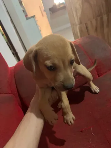 Filhotinhos de vira lata