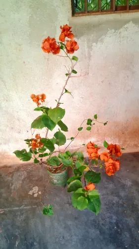 Primavera cor laranja