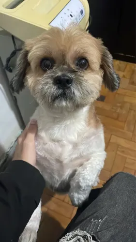 CUIDADOR DE PETS | HOSPEDAGEM NA MINHA CASA
