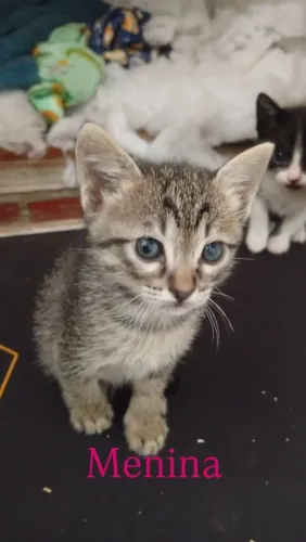 Gatinhos filhotes pra doar