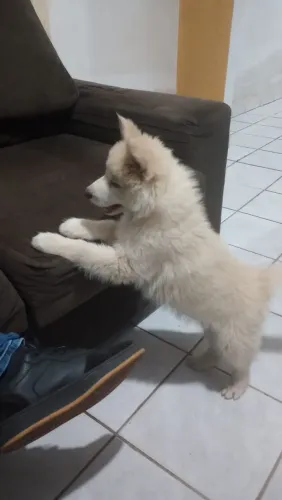 Cachorro Husky siberiano