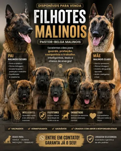 filhote pastor belga malinoar
