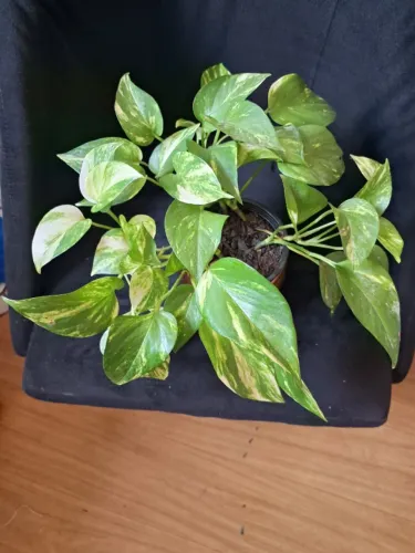 Jarro com planta