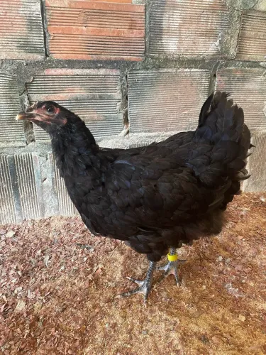 Franguinha da raça Gigante Negro de Jersey