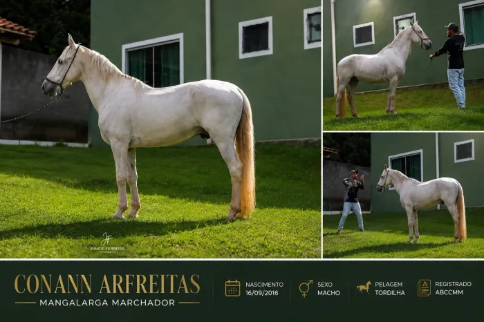 Cavalo Mangalarga Marchador Registrado à Venda