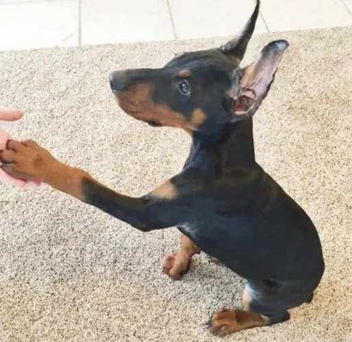 Filhotes de Doberman com pedigree e microchip