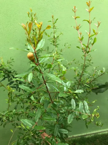 Frutíferas comuns, Nativas e exóticas