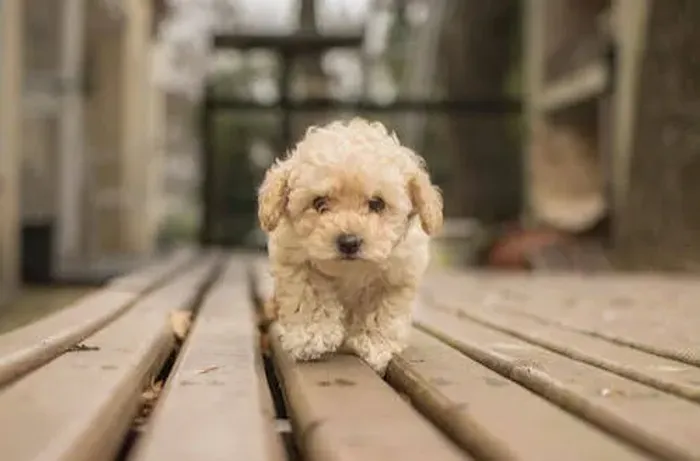 Filhotes de Poodle pelo liso fofo