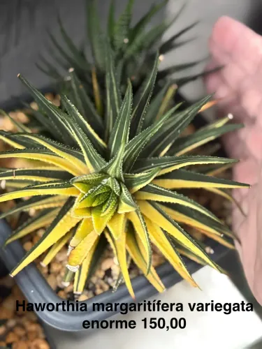 Haworthia margaritifera variegata grande 