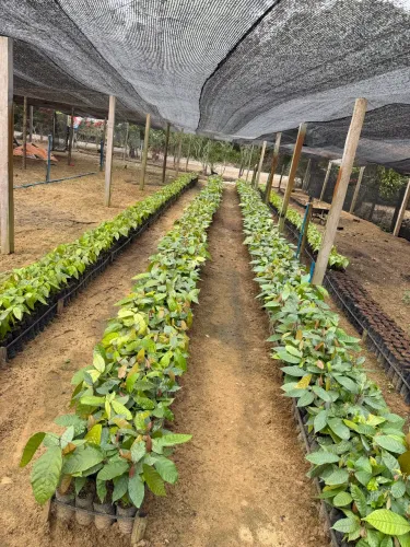 Mudas de cacau
