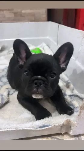 Buldogue francês feminha