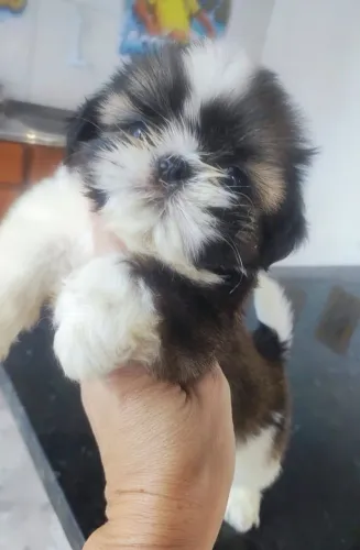 Shitzu macho micro disponível ?