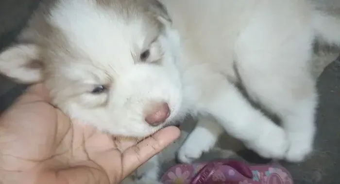 Filhotes de husky siberiano 