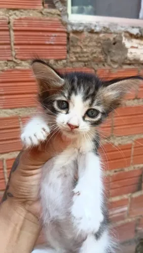 Doação