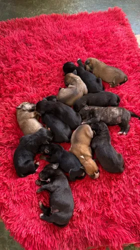Filhote de labrador com vira lata para doação 