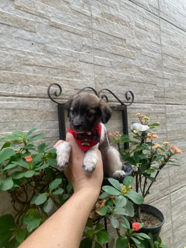 Shitzu com yorkshire