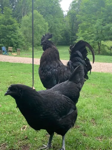 Ovo de Ayam Cemani