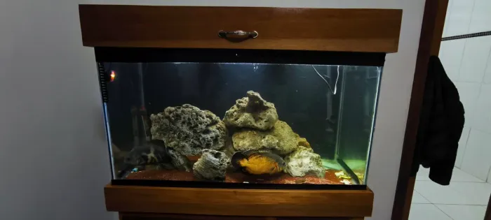 Aquário 200 litros com ornamentos completo