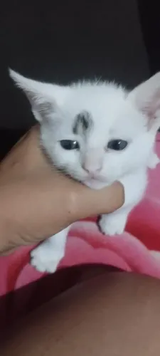 Doação gatinhas