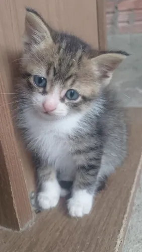 Gatinho para doação 