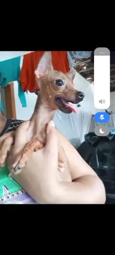 Vendo Pincher fêmea