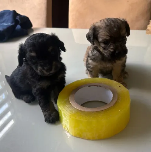 Filhote de cachorro
