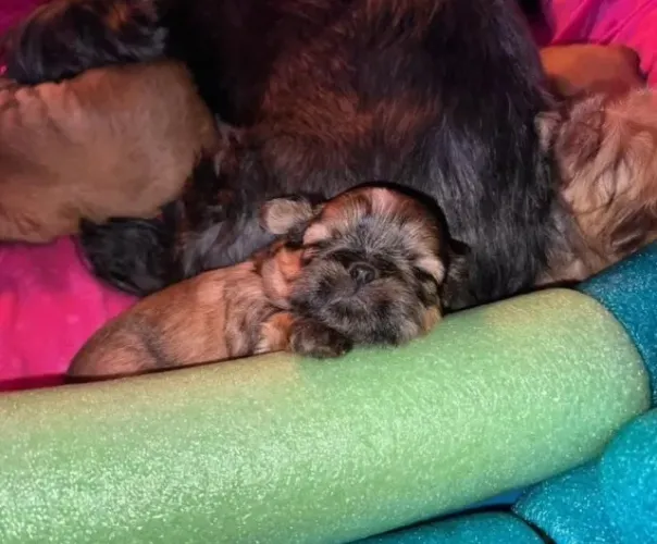 Filhotes de Shih Tzu | Filhotes que merecem ser conhecidos além das fotos!