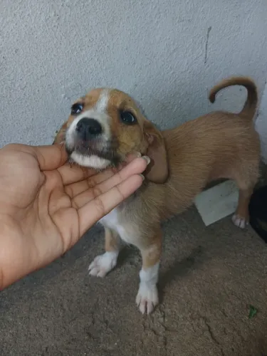 Doando cachorrinho