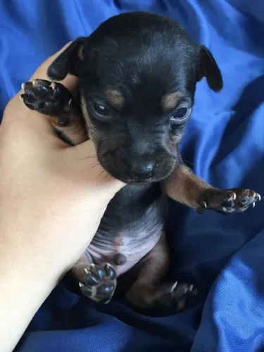 Pinscher o pequeno valente 
