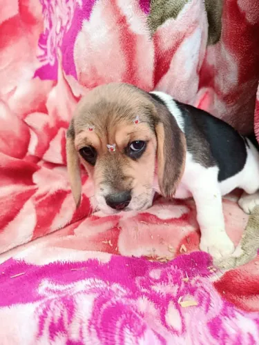 Filhote de beagle