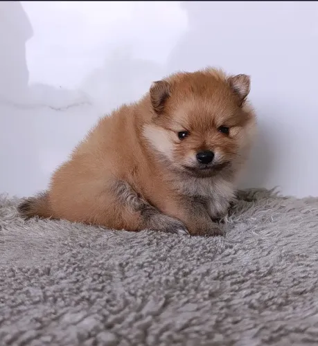 Lindos MACHINHOS de Spitz Alemão Anão 