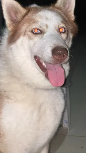 husky siberiano