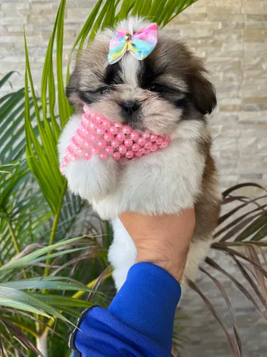 Filhotes de shih tzu top