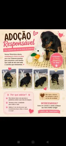 Doação de filhote de cachorro 