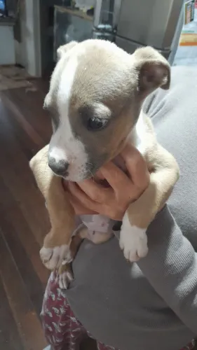 Pitbull