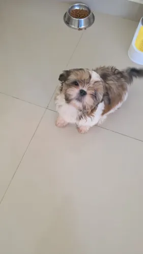 Shih Tzu fêmea prata venda