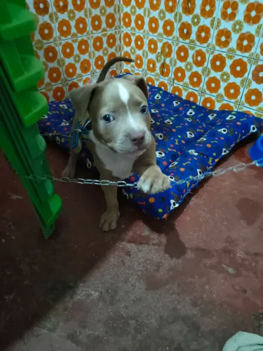 Vendeu um filhote de cachorro pit bull