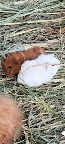Porquinho da índia