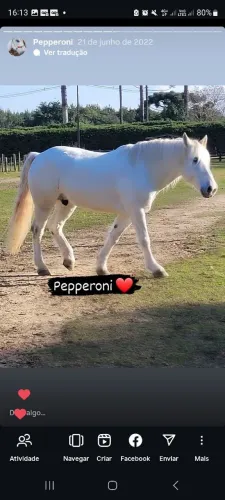 Cavalo percheron lindo marchador